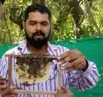 मधमाशी पालन आणि संबंधित सल्ला मिळेल