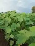 कापुस, सोयाबीन, तुर, भाजीपाला इत्यादी सल्ला मिळेल