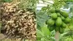 भुईमूग पपई इत्यादी सल्ला मिळेल