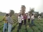 कापूस तूर मूग सोयाबीन हरभरा मोफत सल्ला देणार