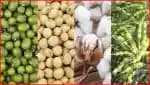 सोयाबीन तूर कापूस उडीद मूग इ. पिका वर सल्ला मिळेल