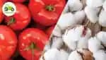 टोमॅटो व कापूस या पिकावर सल्ला मिळेल