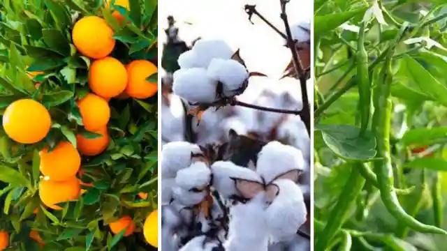संत्रा, कापूस, मिरची वर सल्ला मिळेल 