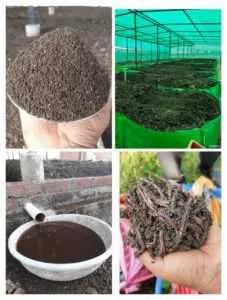 शुभम गांडूळ खत प्रकल्प