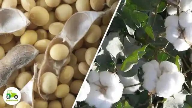 सोयाबीन, कापूस पिकांवर सल्ला मिळेल