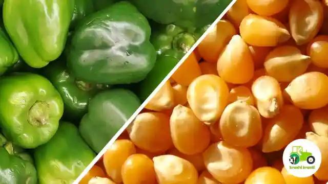 ढोबळी मिरची, मका पिकावर सल्ला मिळेल 