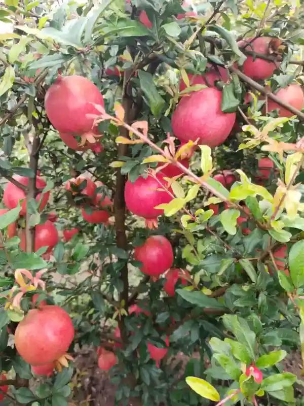 डाळिंब विक्रीसाठी उपलब्ध (पुणे)