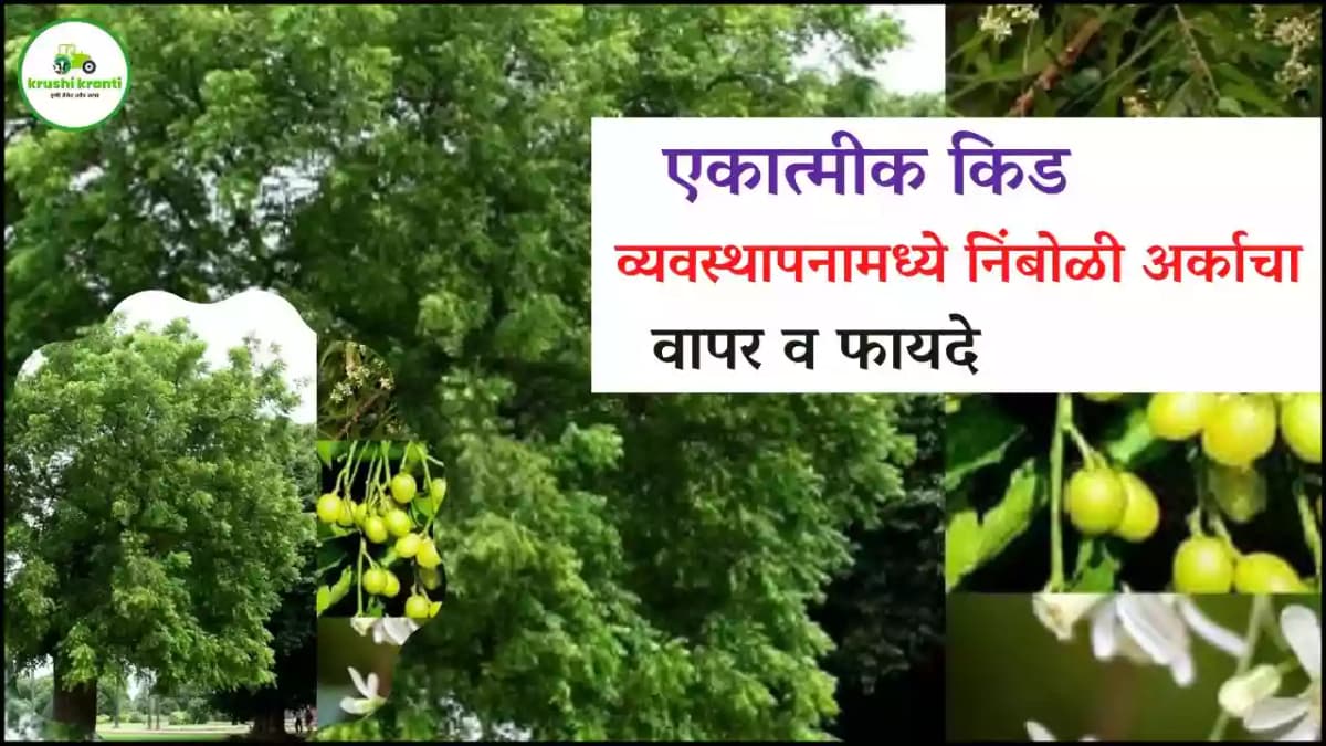 एकात्मीक किड व्यवस्थापनामध्ये निंबोळी अर्काचा वापर व फायदे