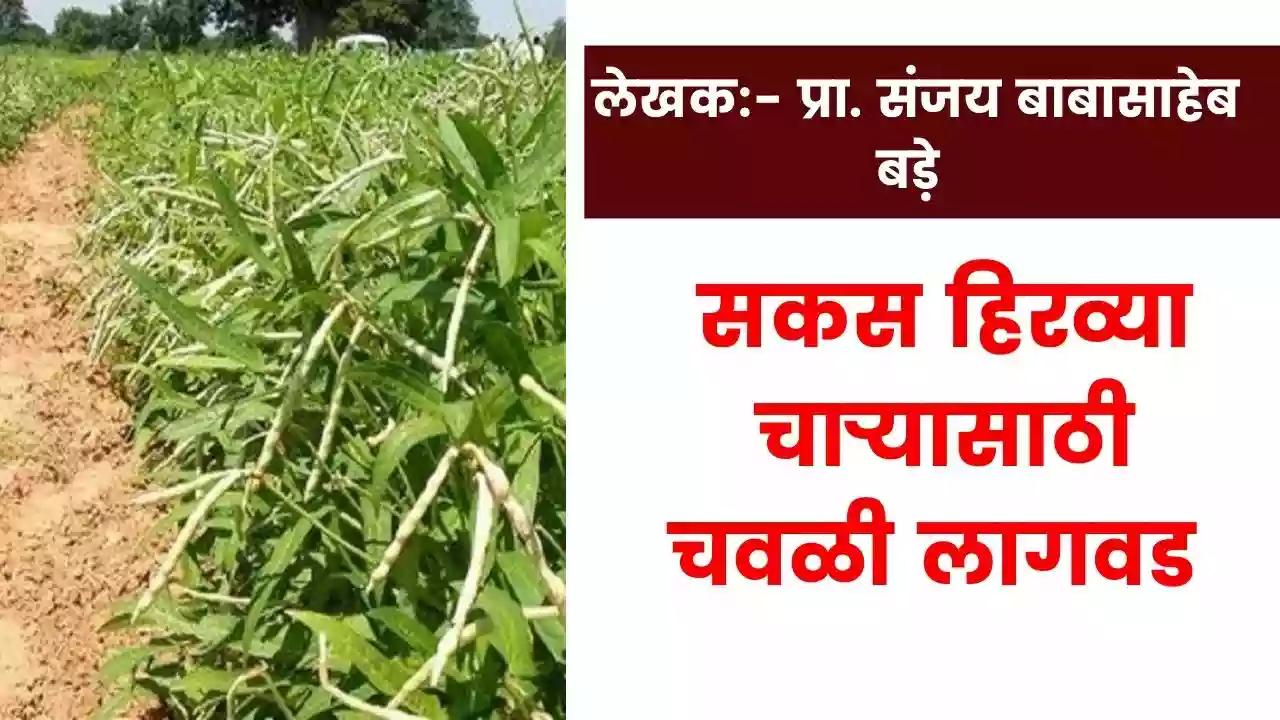 सकस हिरव्या चाऱ्यासाठी चवळी लागवड