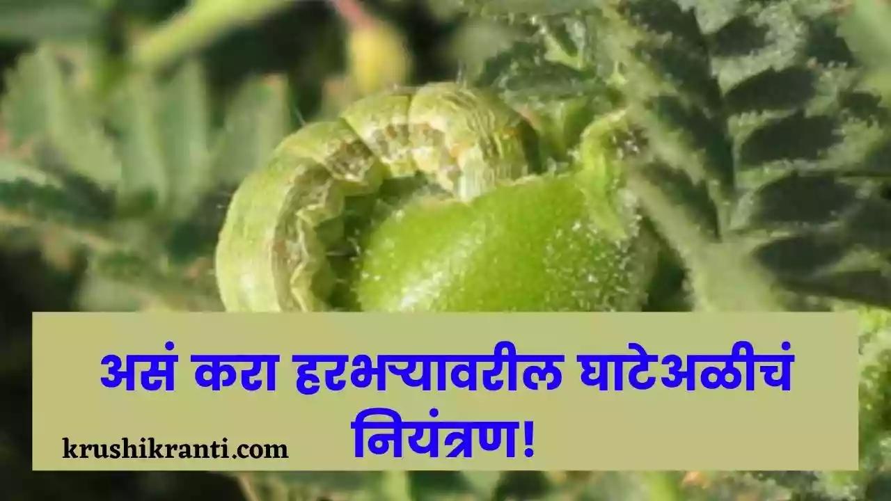असं करा हरभऱ्यावरील घाटेअळीचं नियंत्रण!