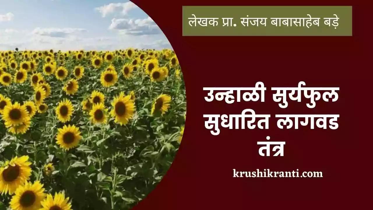 उन्हाळी सुर्यफुल सुधारित लागवड तंत्र