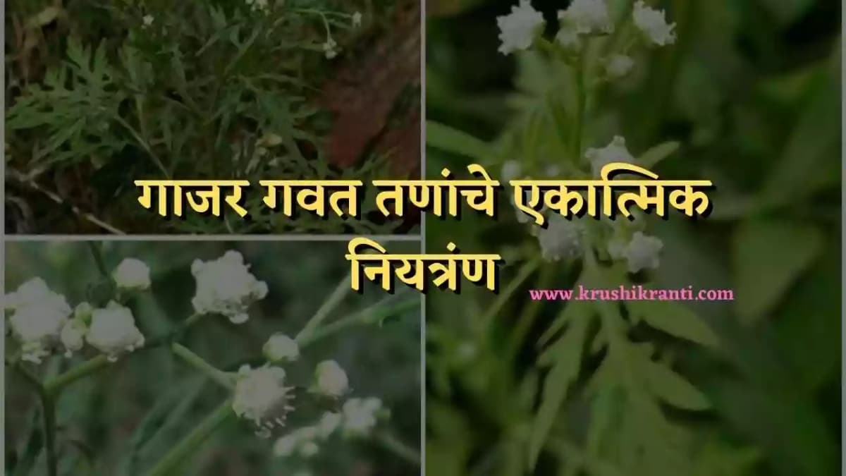 गाजर गवत तणांचे एकात्मिक नियत्रंण