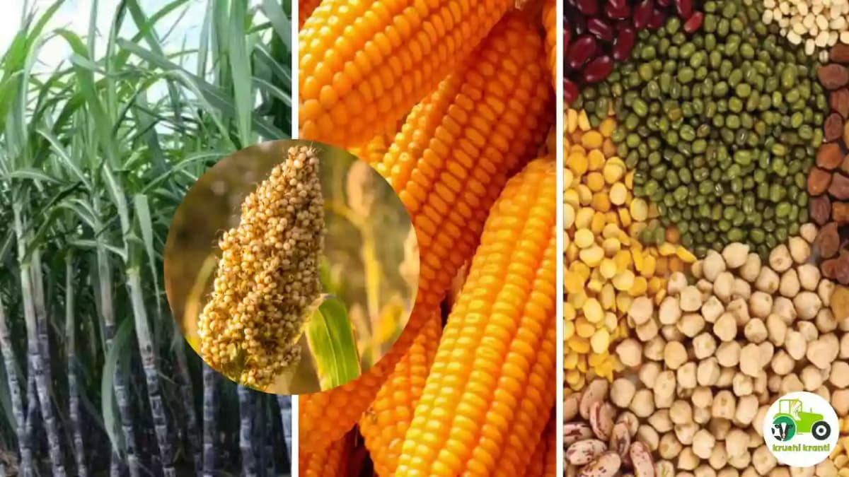 ऊस, मका, ज्वारी, बाजरी व कढधान्य पिकांवर सल्ला मिळेल सल्ला मिळेल