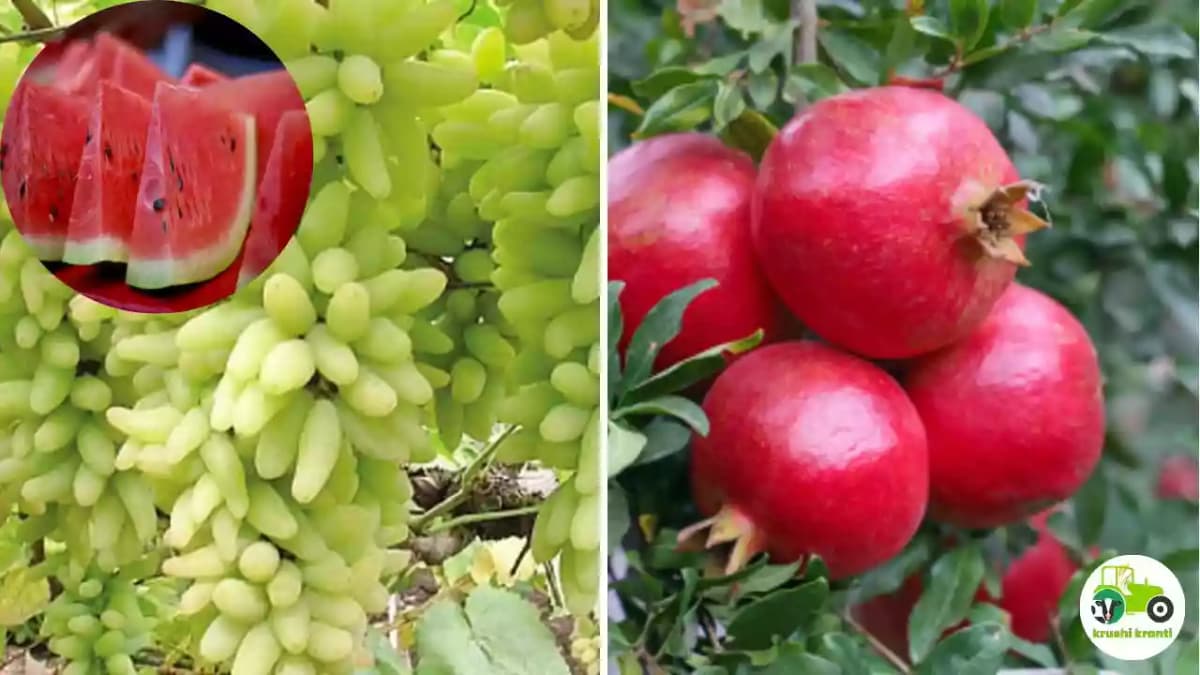 सर्व पिकांवर सल्ला मिळेल 