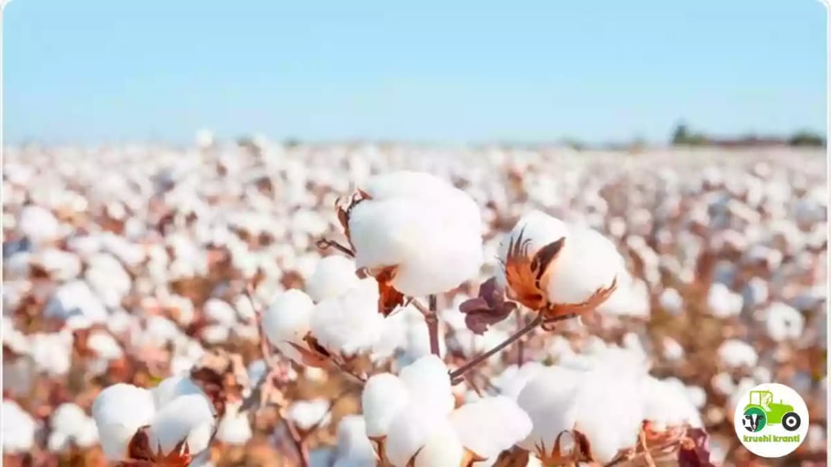 कापूस पिकावर सल्ला मिळेल