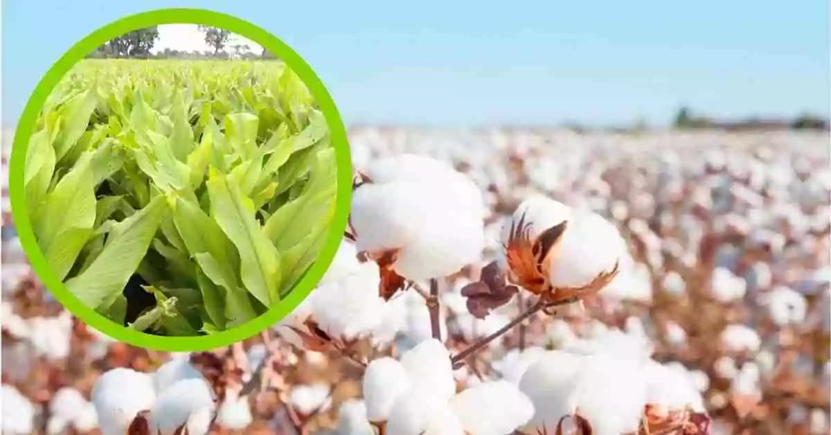 कापूस, हळद पिकांवर सल्ला मिळेल