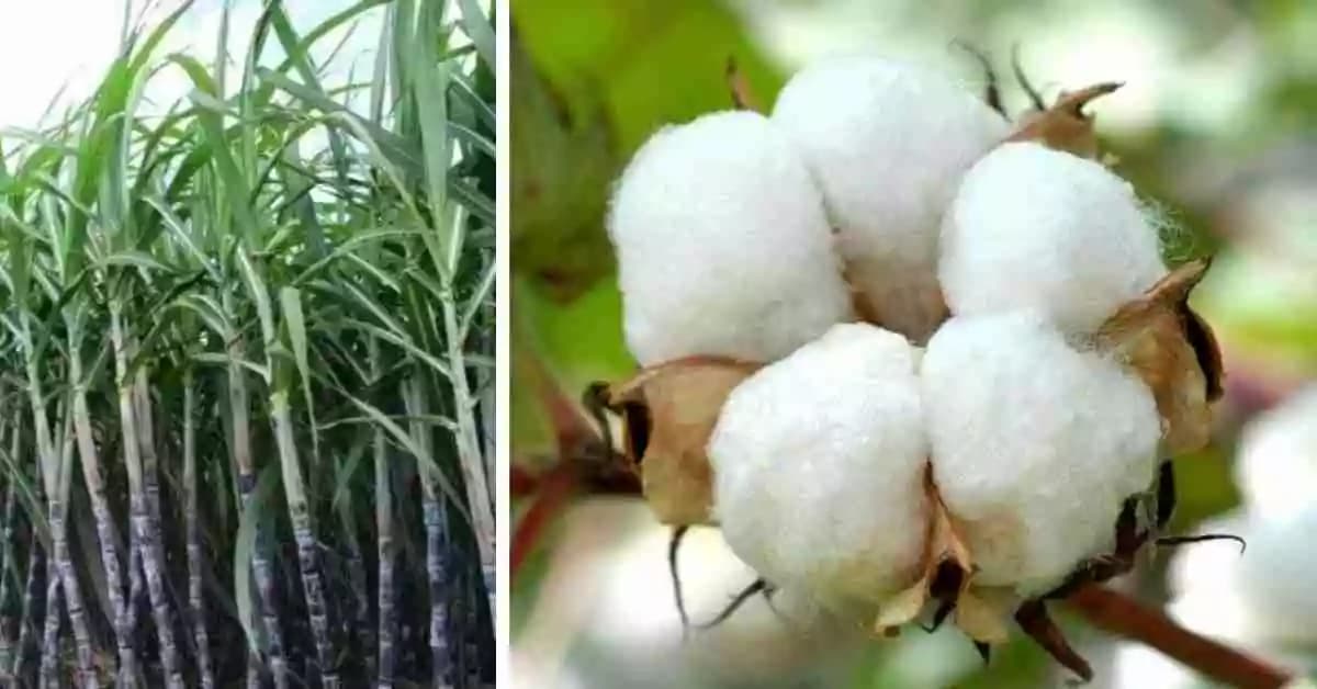 ऊस, कापूस पिकांवर सल्ला मिळेल 
