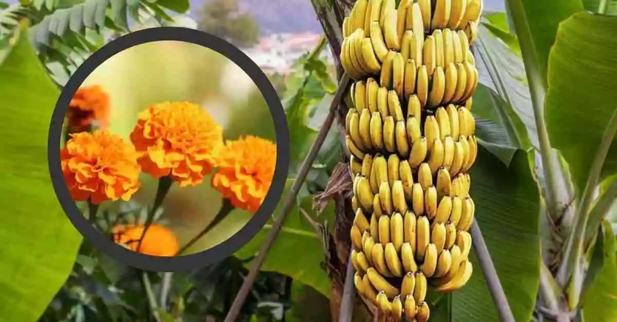 केळी व झेंडू पिकांवर सल्ला मिळेल