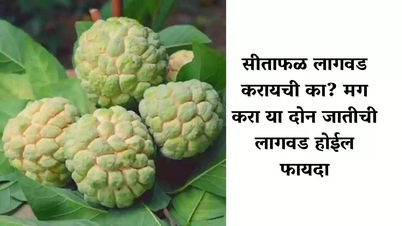 सीताफळ लागवड करायची का? मग करा या दोन जातीची लागवड होईल फायदा