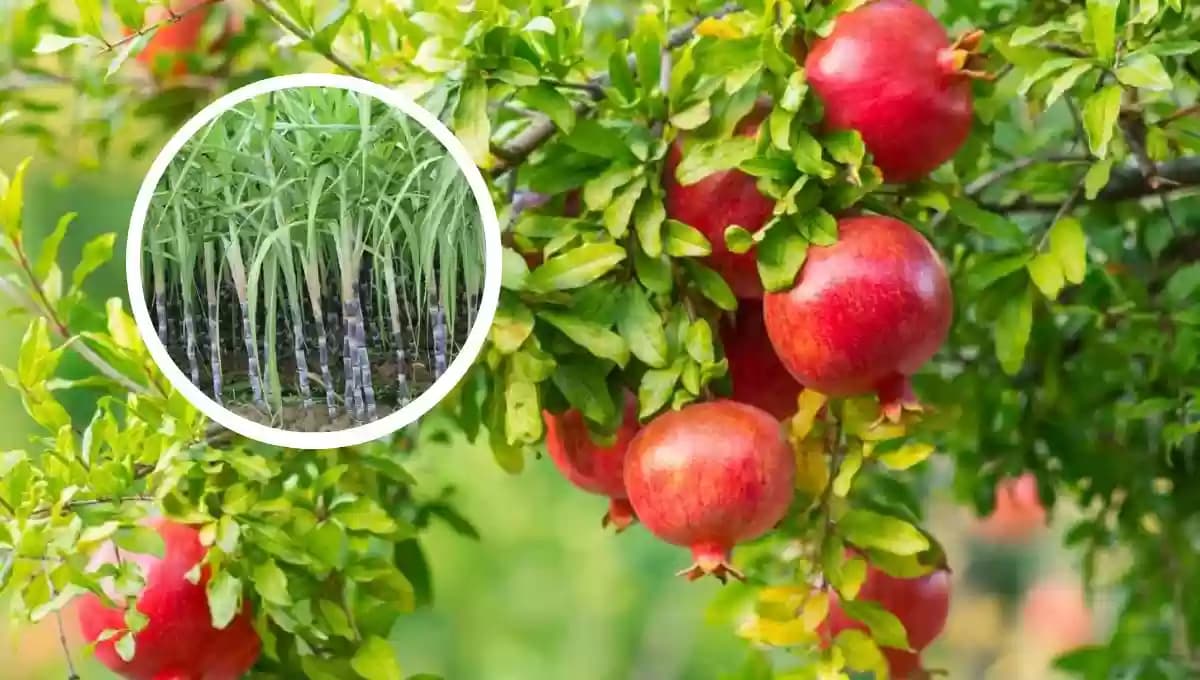 ऊस, डाळिंब या पिकांवर सल्ला मिळेल 