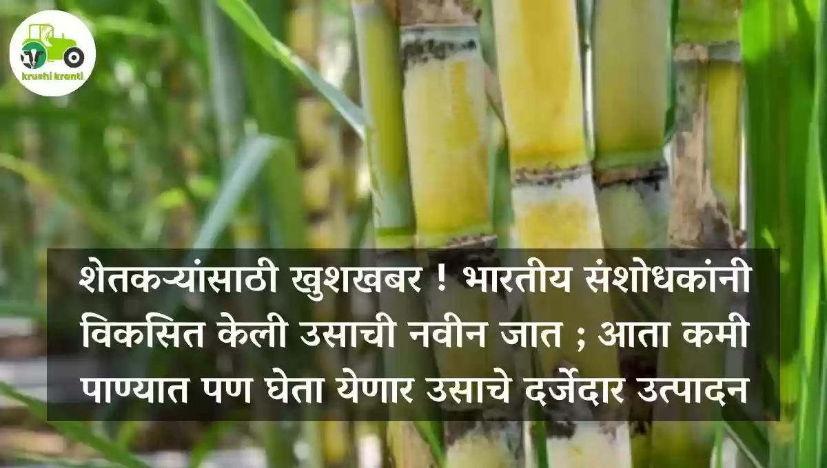 शेतकऱ्यांसाठी खुशखबर ! भारतीय संशोधकांनी विकसित केली उसाची नवीन जात ; आता कमी पाण्यात पण घेता येणार उसाचे दर्जेदार उत्पादन