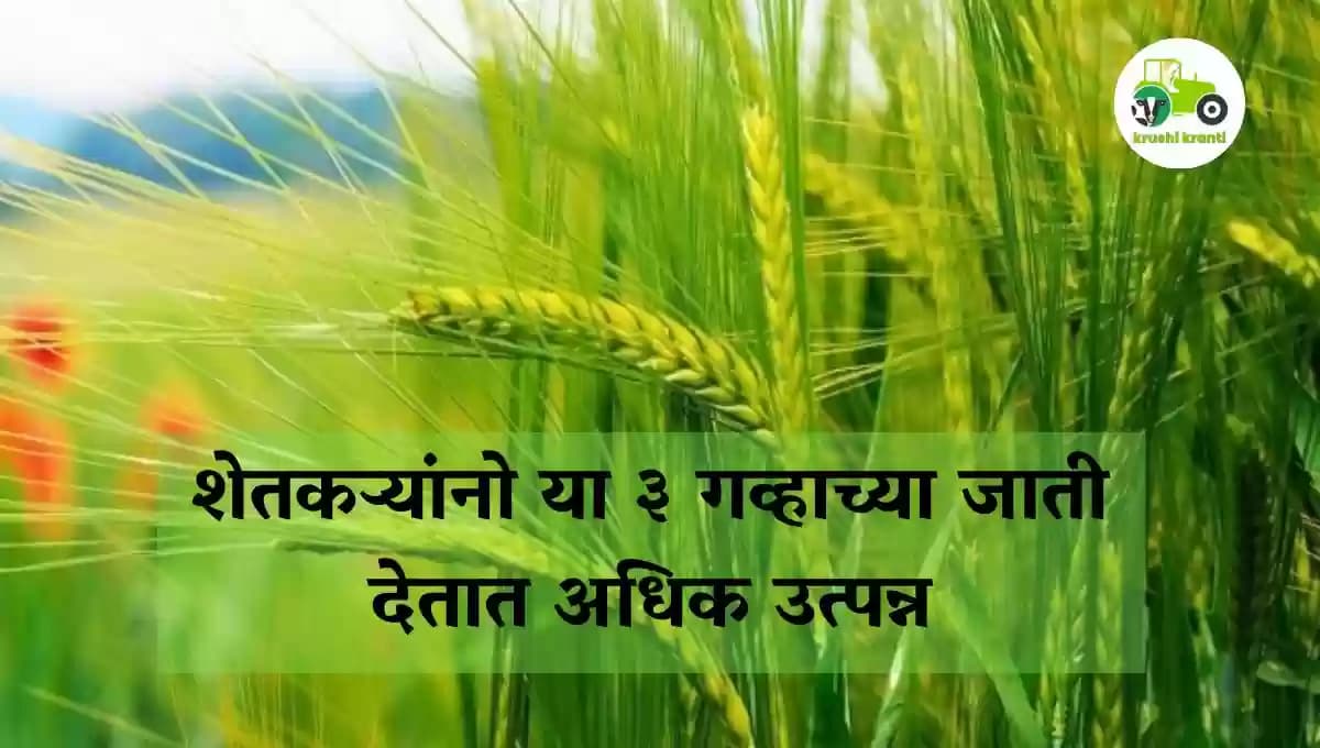 शेतकऱ्यांनो या ३ गव्हाच्या जाती देतात अधिक उत्पन्न