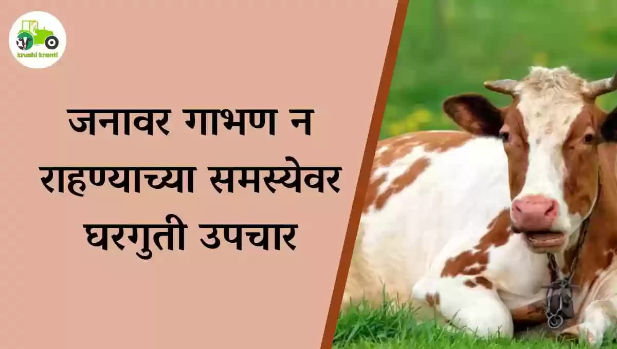 जनावर गाभण न राहण्याच्या समस्येवर घरगुती उपचार