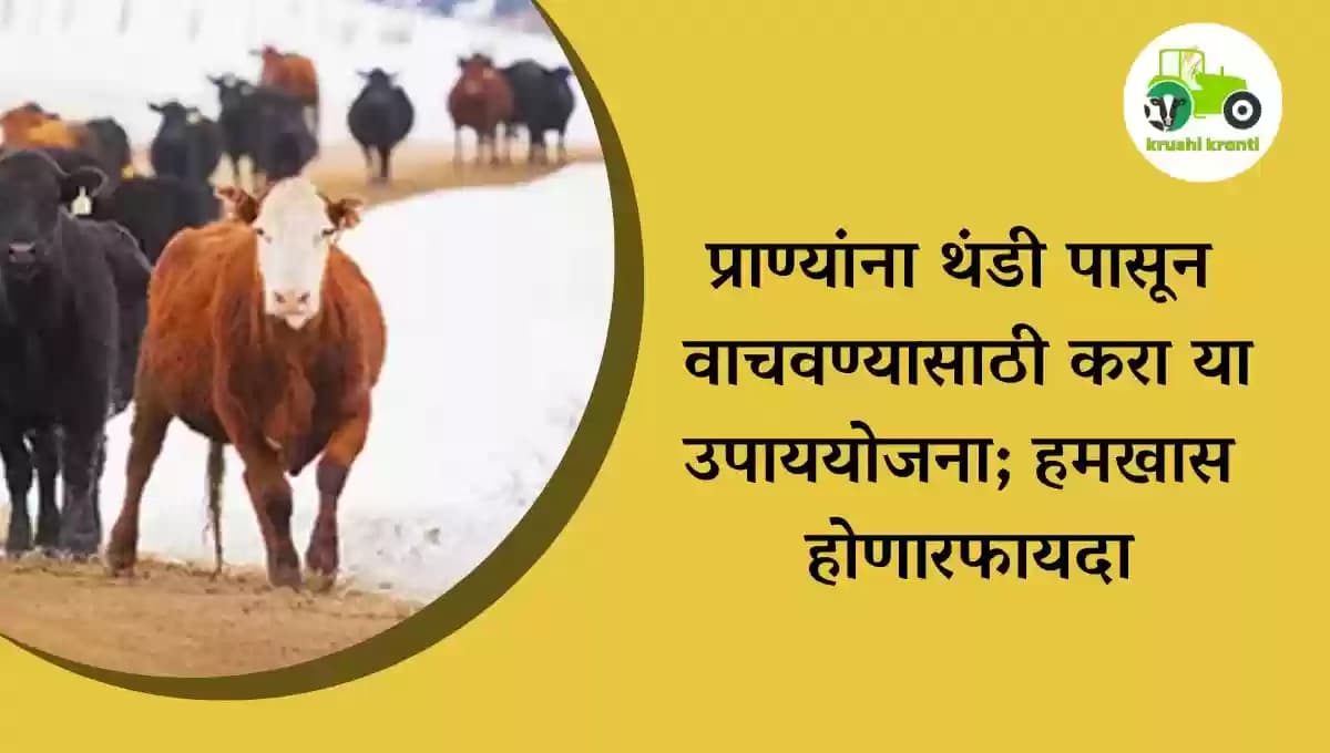 प्राण्यांना थंडी पासून वाचवण्यासाठी करा या उपाययोजना; हमखास होणार फायदा