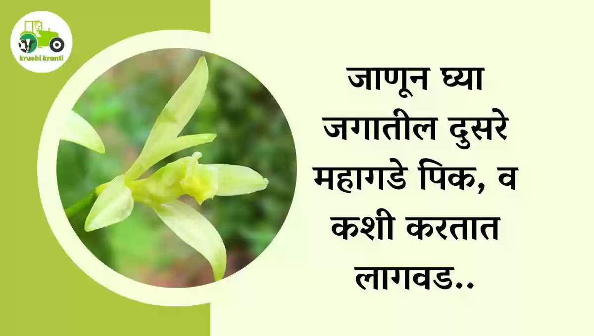 जाणून घ्या जगातील  दुसरे महागडे पिक, व कशी करतात लागवड...