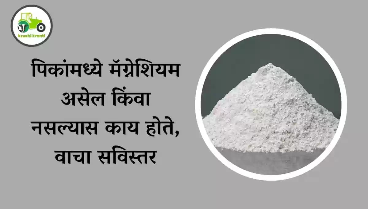 पिकांमध्ये मॅग्नेशियम असेल किंवा नसल्यास काय होते, वाचा सविस्तर