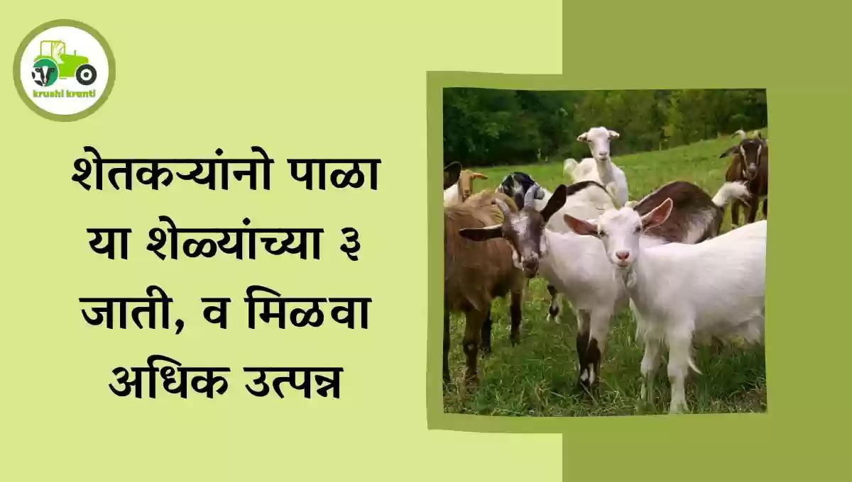 शेतकऱ्यांनो पाळा या शेळ्यांच्या ३ जाती, व मिळवा अधिक उत्पन्न