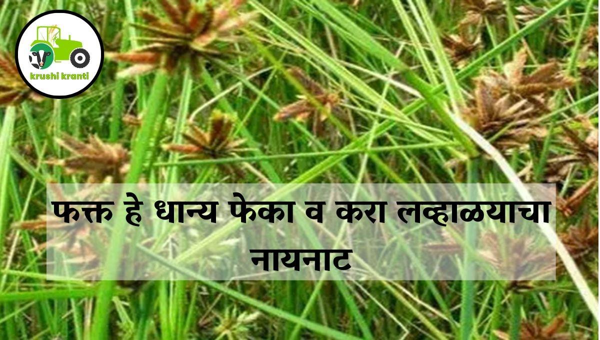 फक्त हे धान्य फेका व करा लव्हाळयाचा नायनाट