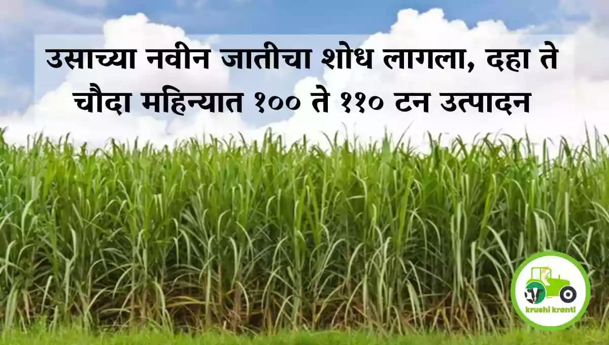 उसाच्या नवीन जातीचा शोध लागला, दहा ते चौदा महिन्यात १०० ते ११० टन उत्पादन