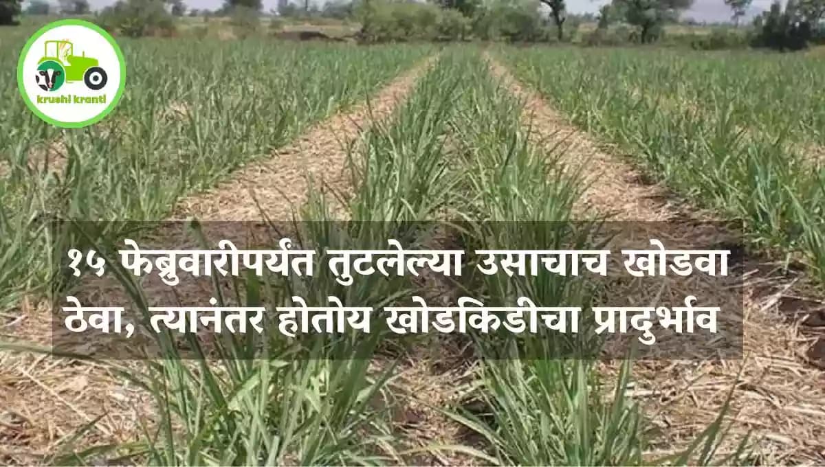 १५ फेब्रुवारीपर्यंत तुटलेल्या उसाचाच खोडवा ठेवा, त्यानंतर होतोय खोडकिडीचा प्रादुर्भाव