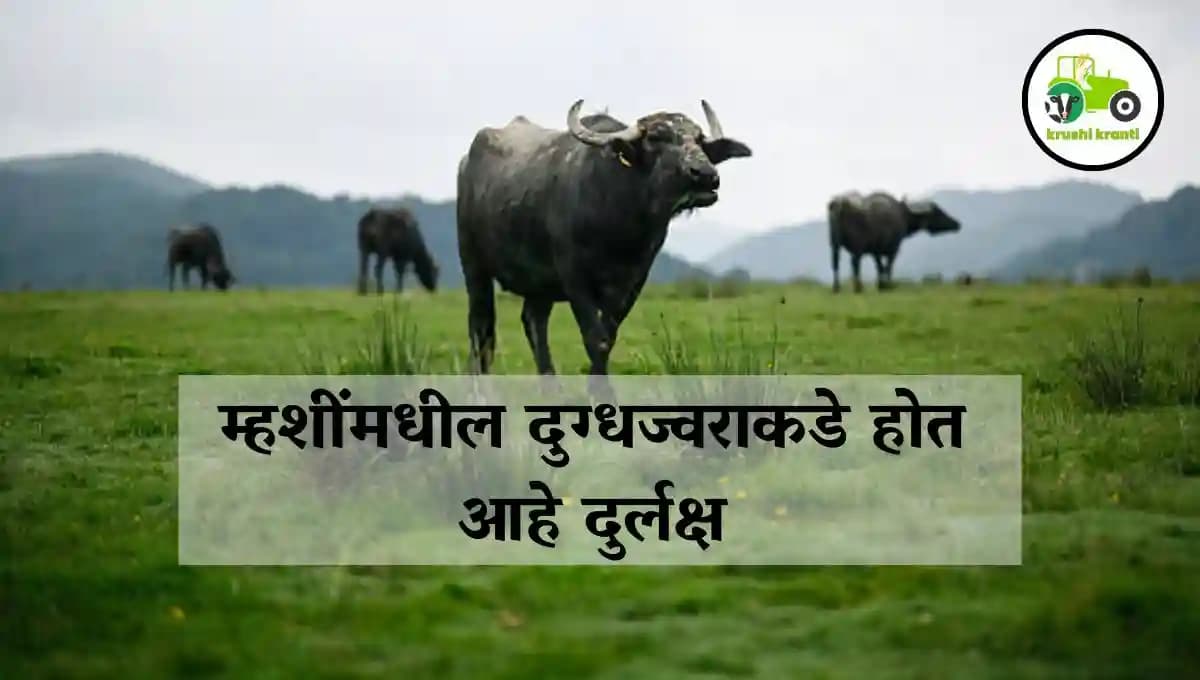 म्हशींमधील दुग्धज्वराकडे होत आहे दुर्लक्ष