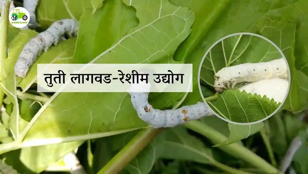 तुती लागवड-रेशीम उद्योग