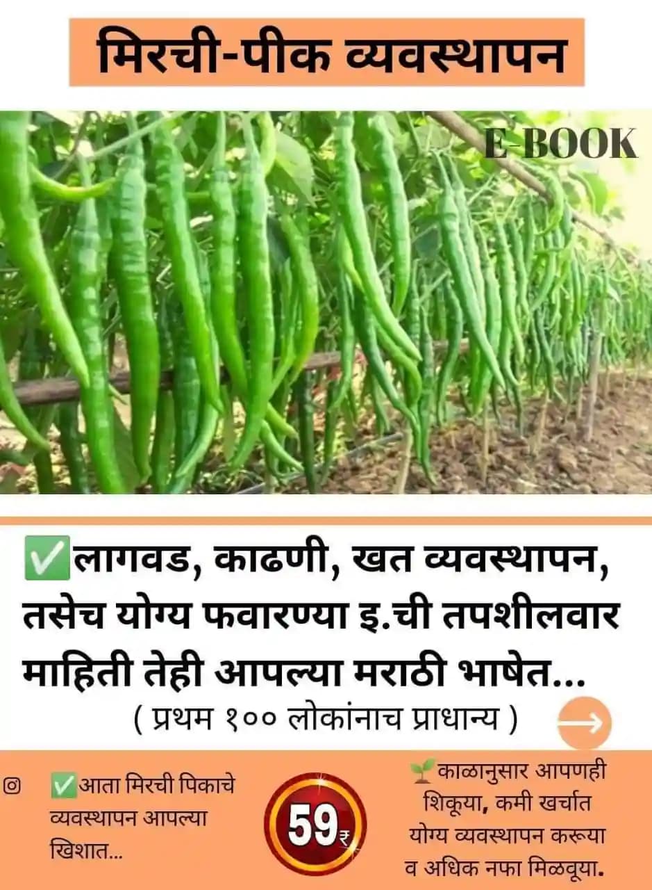 मिरची लागवड मार्गदर्शिका आता शेतकरी बंधूंच्या खिशात
