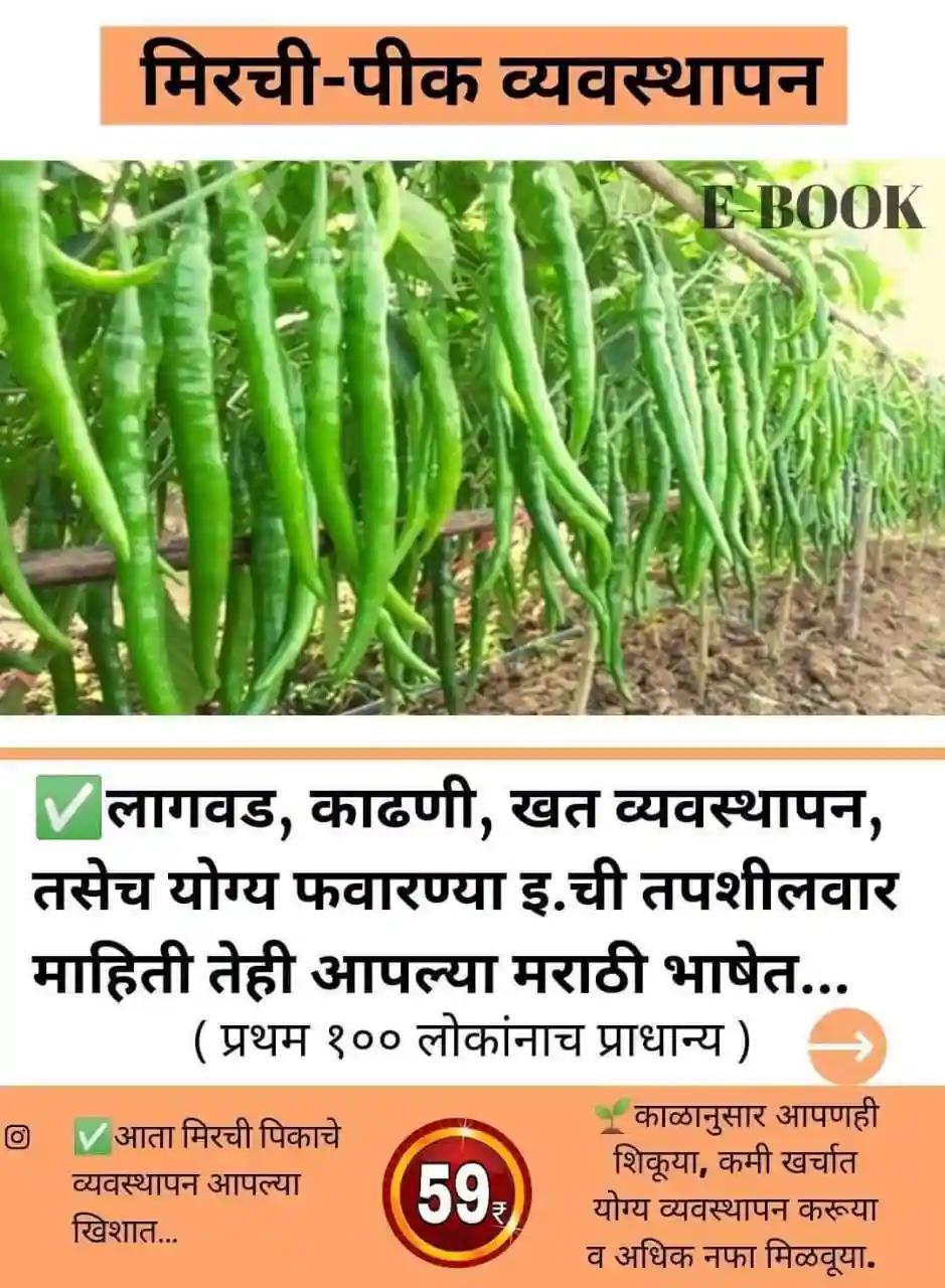 मिरची लागवड मार्गदर्शिका आता शेतकरी बंधूंच्या खिशात