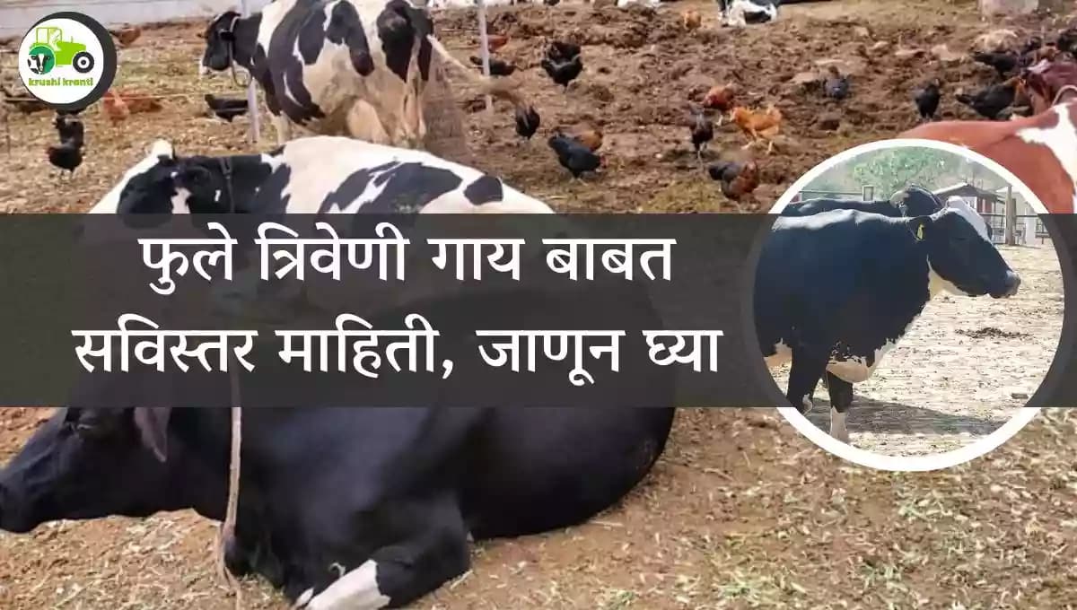 फुले त्रिवेणी गाय बाबत सविस्तर माहिती, जाणून घ्या 