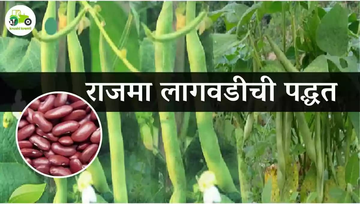 राजमा लागवडीची पद्धत