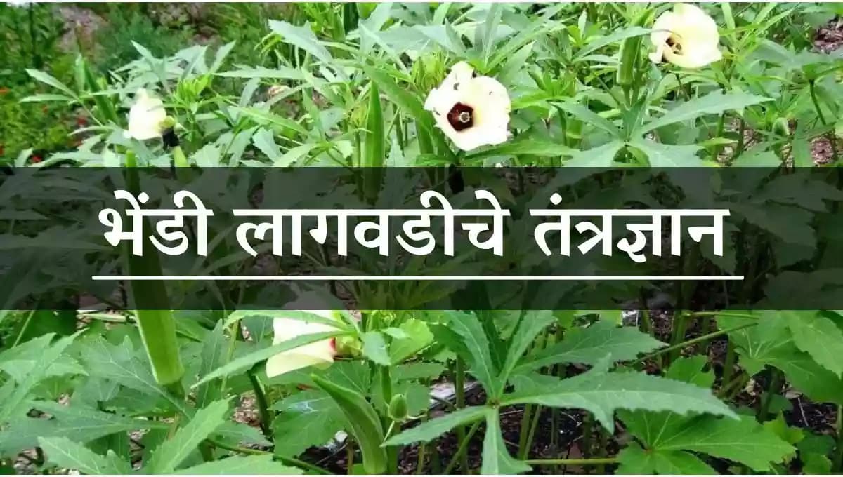 भेंडी लागवडीचे तंत्रज्ञान 
