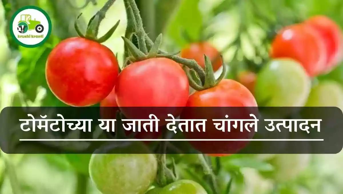 टोमॅटोच्या या जाती देतात चांगले उत्पादन 