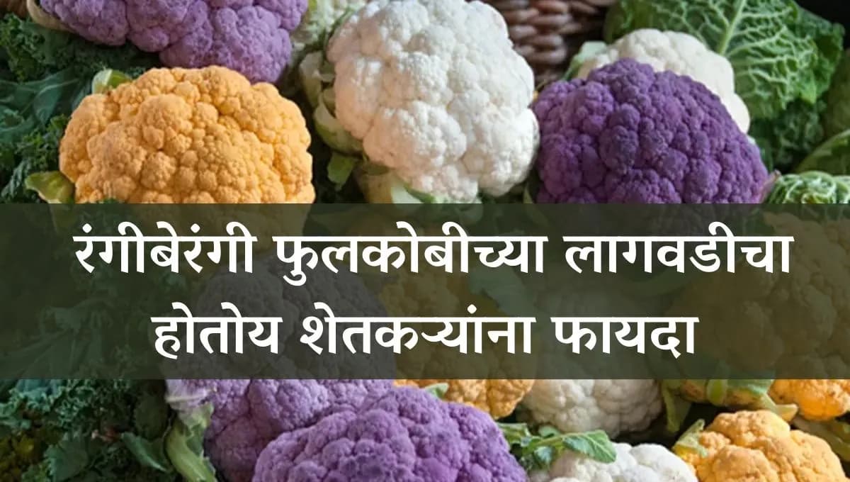 रंगीबेरंगी फुलकोबीच्या लागवडीचा होतोय शेतकऱ्यांना फायदा