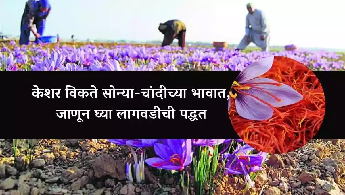केशर विकते सोन्या-चांदीच्या भावात, जाणून घ्या लागवडीची पद्धत