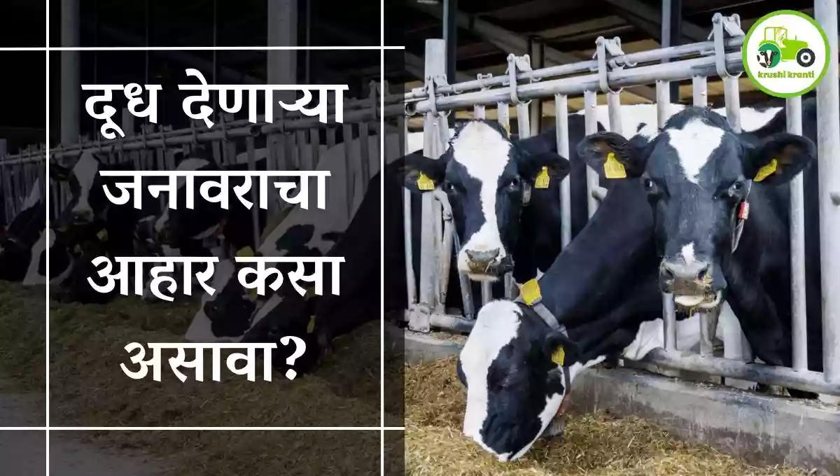 दूध देणाऱ्या जनावराचा आहार कसा असावा?