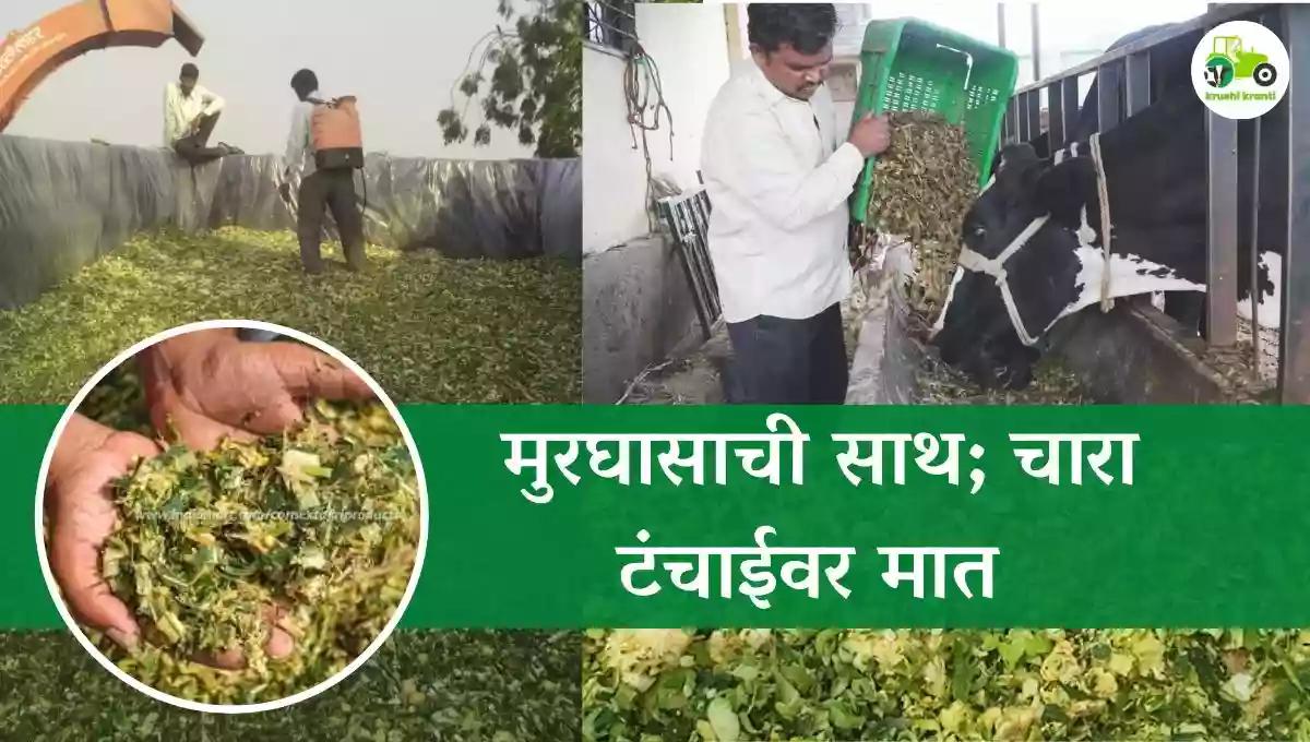 मुरघासाची साथ; चारा टंचाईवर मात 