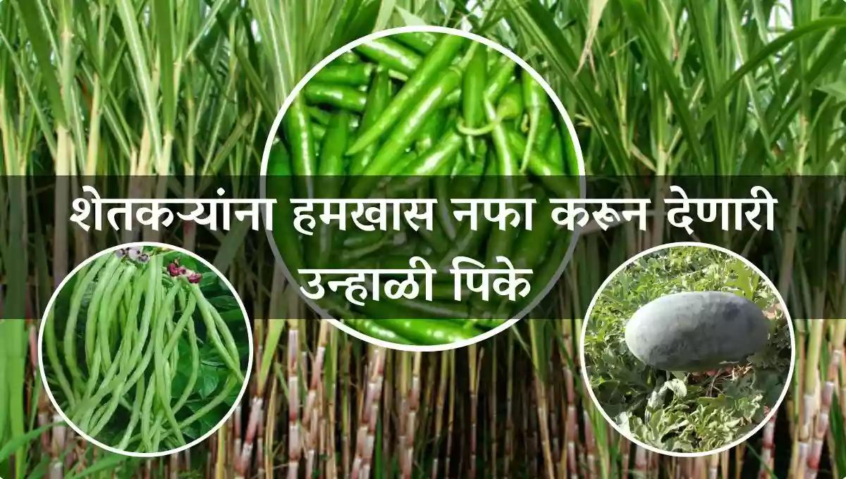 शेतकऱ्यांना हमखास नफा करून देणारी उन्हाळी पिके 