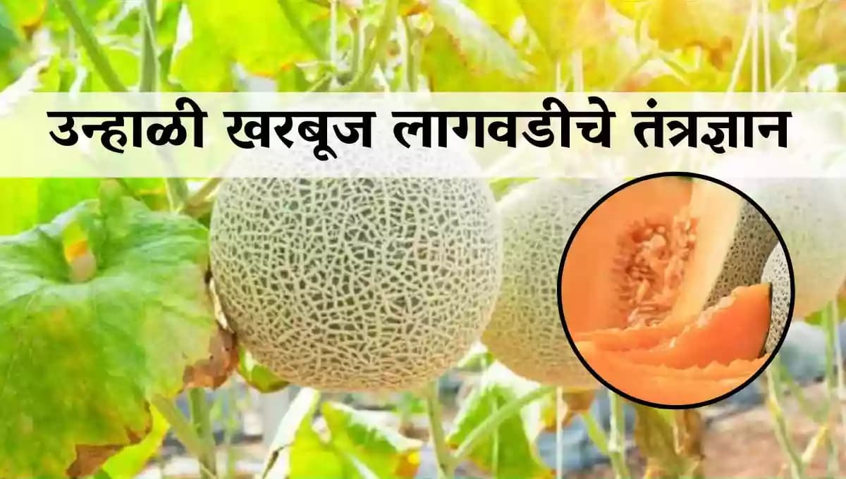 उन्हाळी खरबूज लागवडीचे तंत्रज्ञान