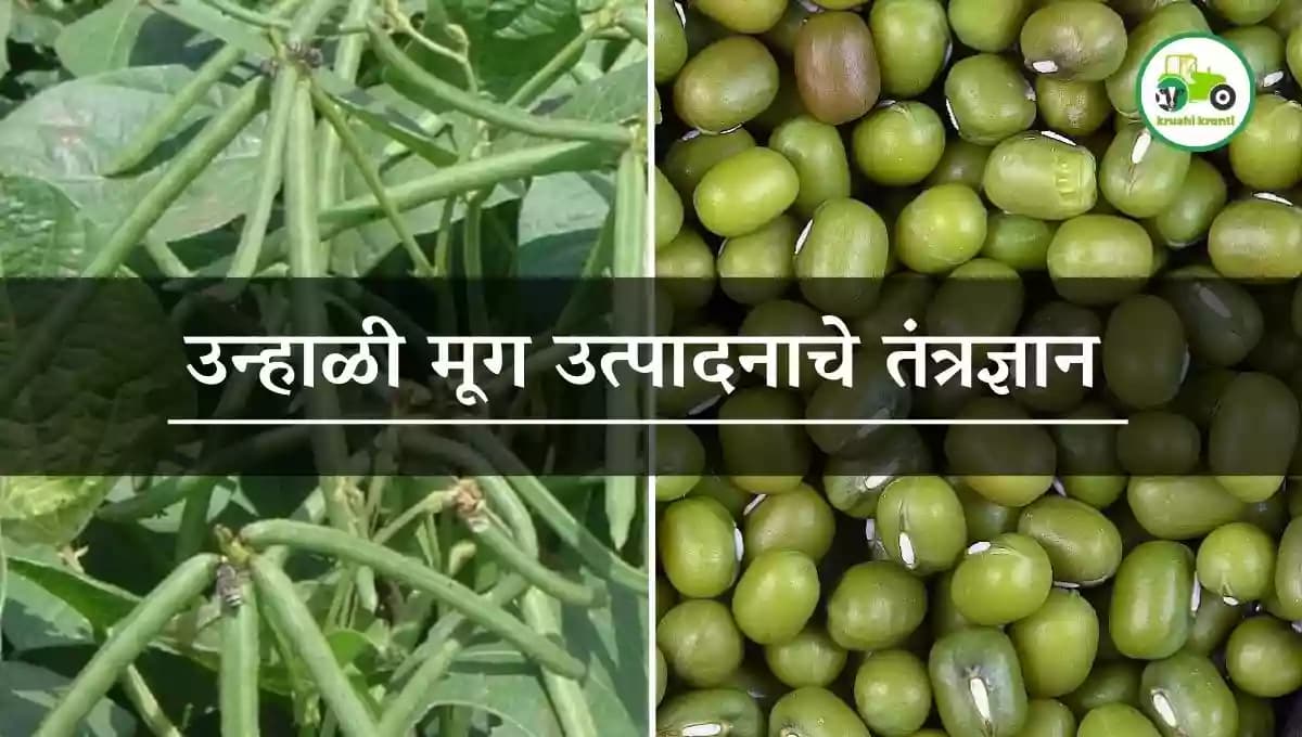 उन्हाळी मूग उत्पादनाचे तंत्रज्ञान