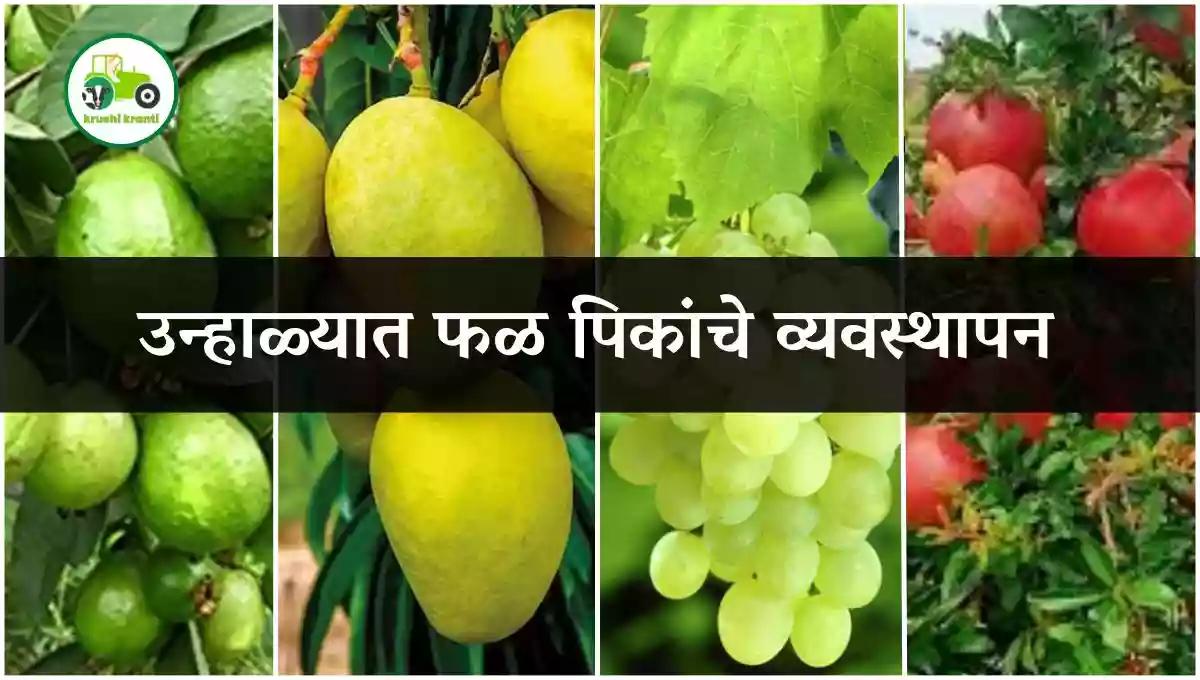 उन्हाळ्यात फळ पिकांचे व्यवस्थापन 